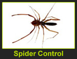 Pest Control in Delhi NCR