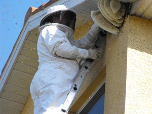 Honey Bee Removal company in Delhi-Gurgaon Honey Bee Removal company in Delhi-Gurgaon