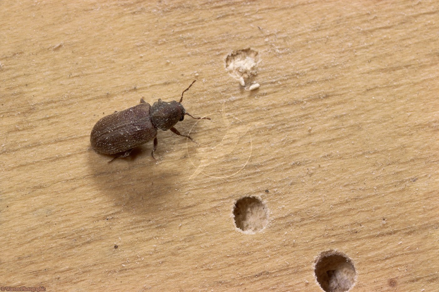 Wood Borer Control in Delhi-Gurgaon Wood Borer Control in Delhi-Gurgaon